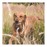 Beco Pets Hemp Rope Ball on Loop Dog Toy