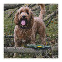 Beco Pets Rough And Tough Crocodile Recycled Dog Toy