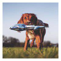 Beco Pets Rough And Tough Dolphin Recycled Dog Toy
