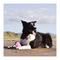 Beco Pets Rough And Tough Octopus Recycled Dog Toy