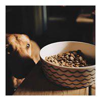 Beco Pets Save the Waves Bamboo Printed Dog Bowl