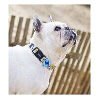 Dashi Nebula Collar for Dogs