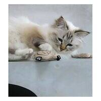 D&D Home I Love Happy Cats Chase Toy with Bell