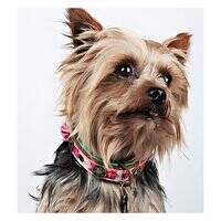 DWAM Boho Rosa Leather Dog Collar