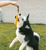 ebi Bite Me 'Crack Me Up' Stick Sensory Dog Toy 205946-1