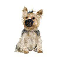 Flamingo Teddie Mesh Dog Muzzle