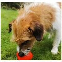 Frogg Robert Dog Toy 205674-1