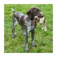 Green And Wilds Desmond the Duck Eco Toy for Dogs