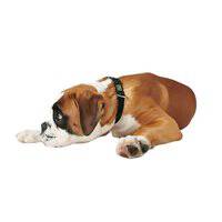 Hunter Vario Basic Dog Collar