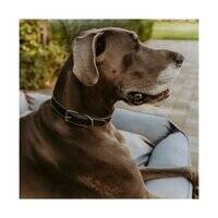 Huntlea Rhino Collars