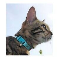 Kittyrama Aqua Cat Collar