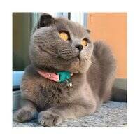 Kittyrama Bermuda Cat Collar