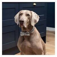 Mutts And Hounds Flint Stripe Bow Tie for Dogs