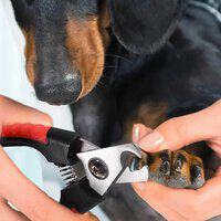 pet nail cutter