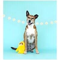 Petshop by Fringe Studio Chicks Dig It Plush Dog Toy YELLOW 205684-1
