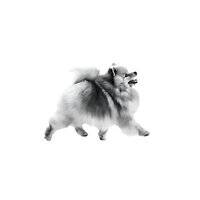 royal canin Breed Health Nutrition Pomeranian (WET FOOD - Pouches)