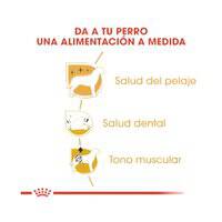 Royal Canin Breed Health Nutrition Poodle Adult