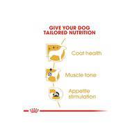 Royal Canin Breed Health Nutrition Poodle Adult (WET FOOD - Pouches)