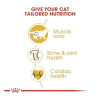 Royal Canin Feline Breed Nutrition British Shorthair Adult