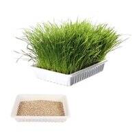 Trixie Cat Grass in Tray for Cats 100G