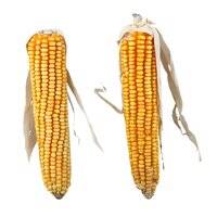 Trixie Maize Cobs with Husk Small Pet Treats 250G
