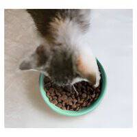 Yora Pet Foods Insect Protein Kitten Dry Food